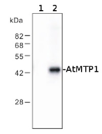 MTP1 | vacuolar Zn2+/H+ antiporter in the group Antibodies for Plant/Algal  / Membrane Transport System / Vacuolar membrane at Agrisera AB (Antibodies for research) (AS09 485)
